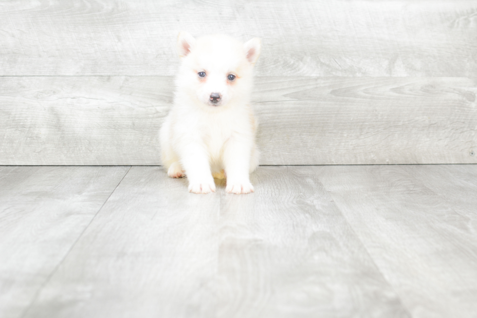 Fluffy Pomsky Designer Pup