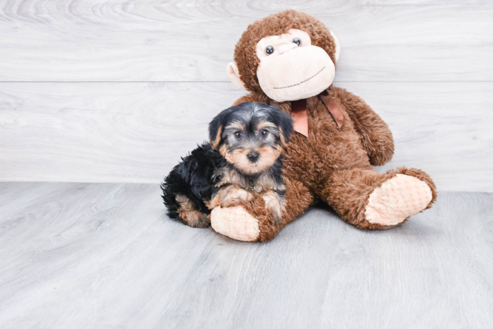 Meet Avery - our Yorkshire Terrier Puppy Photo 