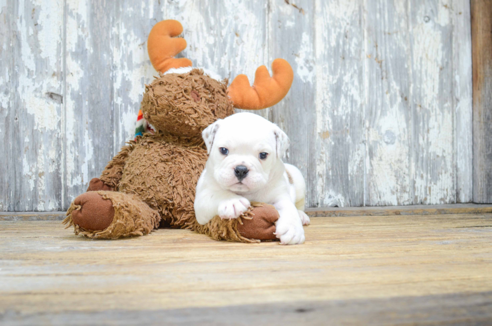 Best English Bulldog Baby