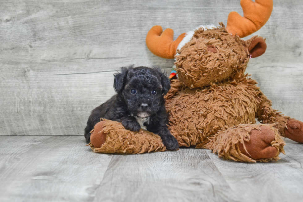 Maltipoo Pup Being Cute