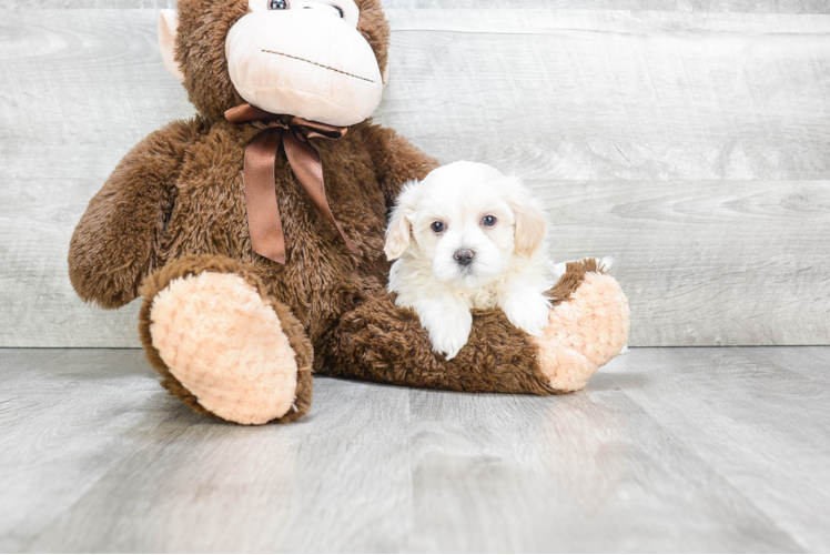 Best Cavachon Baby