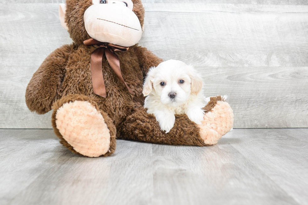 Best Cavachon Baby
