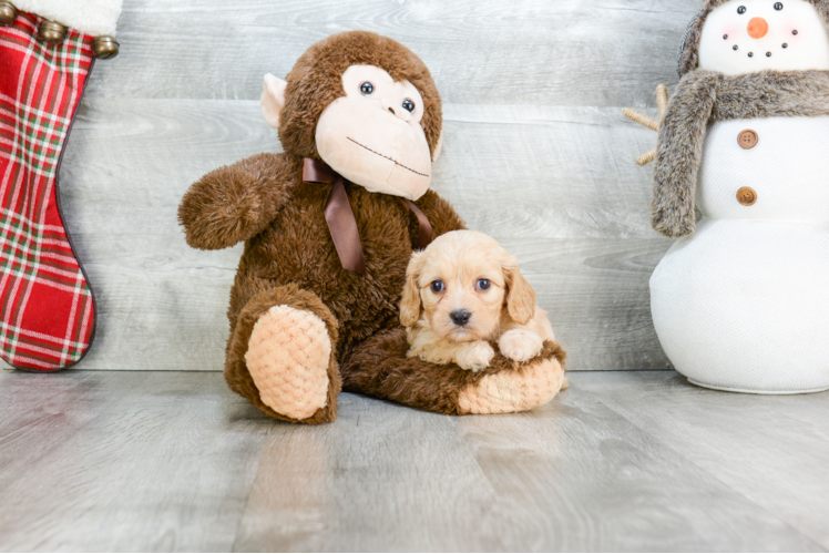 Funny Cavachon Designer Pup