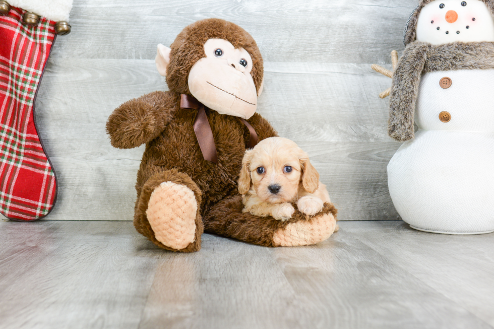 Funny Cavachon Designer Pup