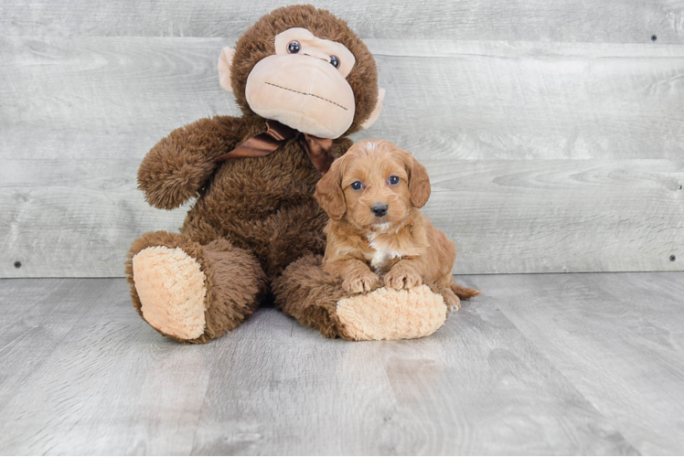 Mini Goldendoodle Pup Being Cute