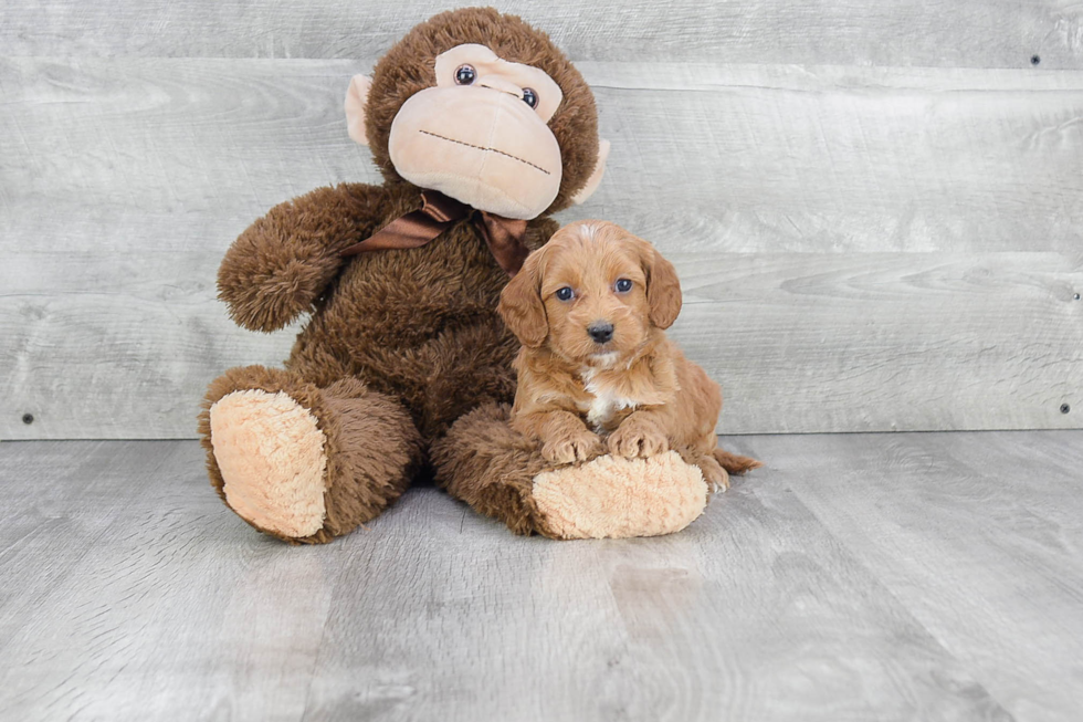 Mini Goldendoodle Pup Being Cute