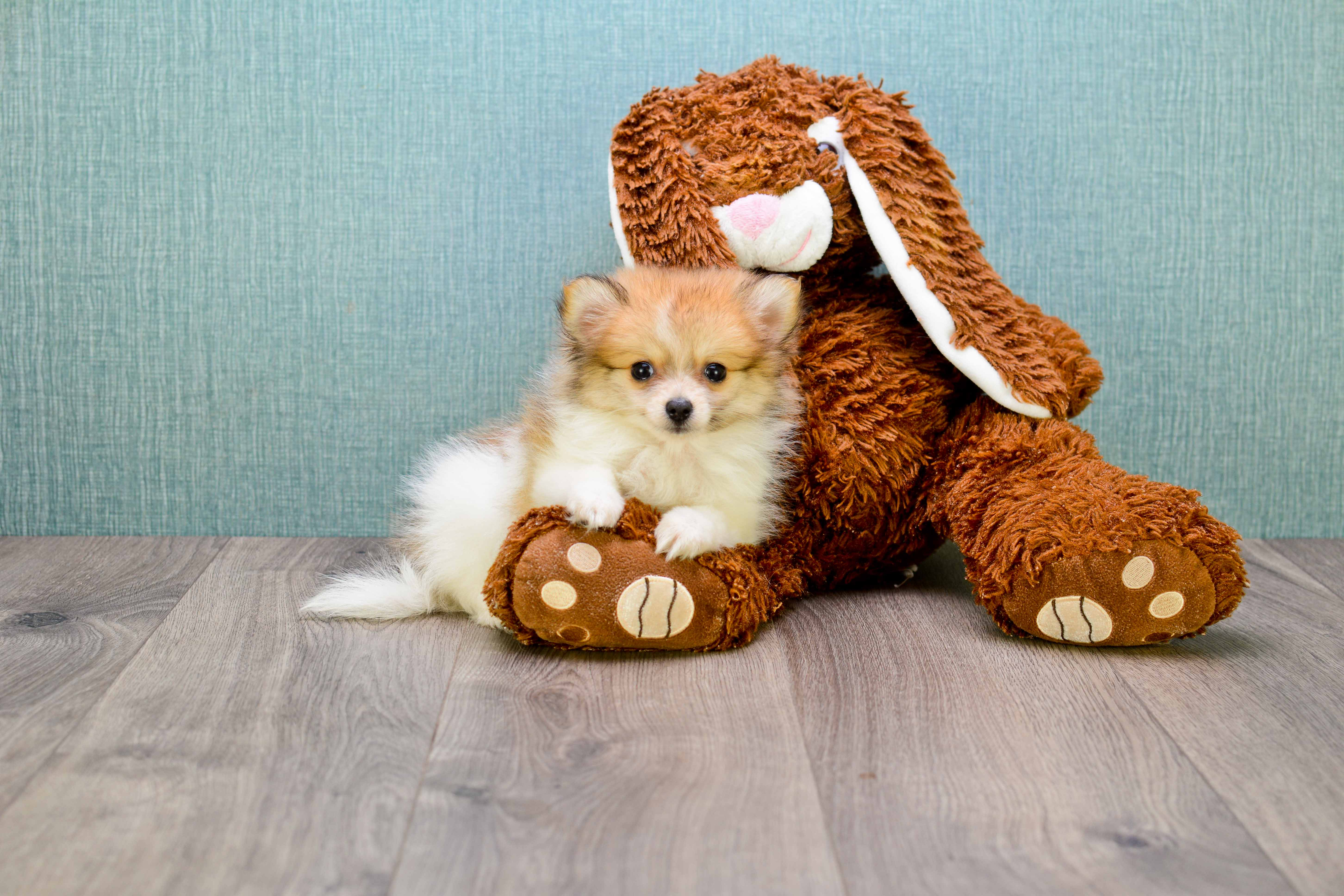 Best Pomeranian Baby