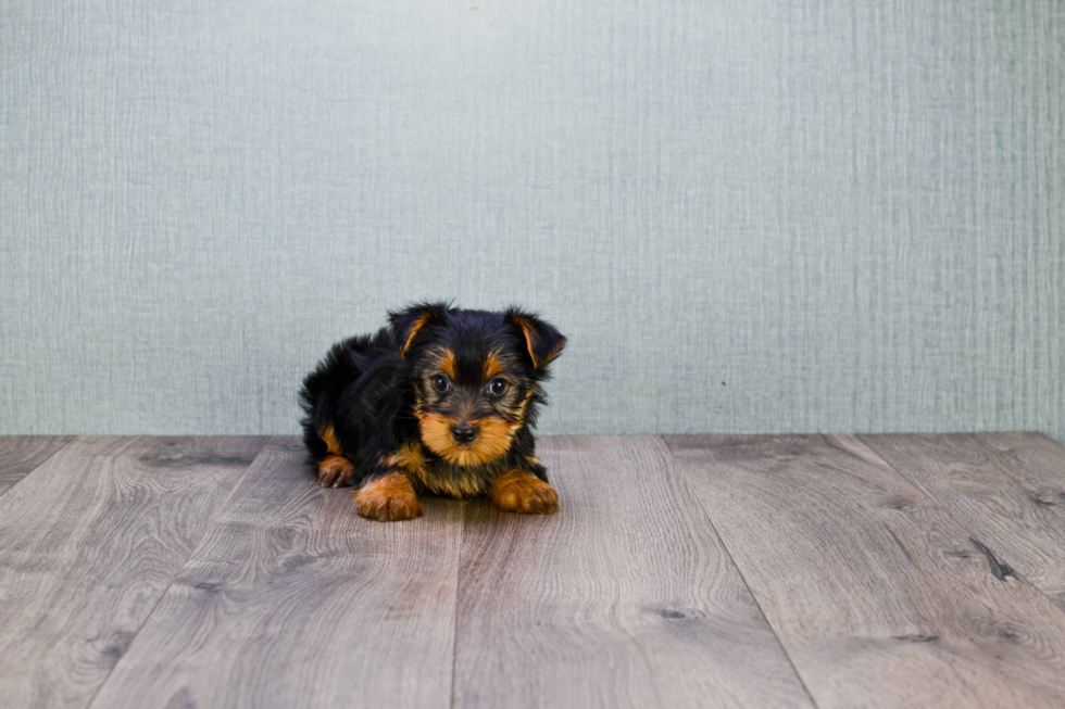 Meet Lisa - our Yorkshire Terrier Puppy Photo 