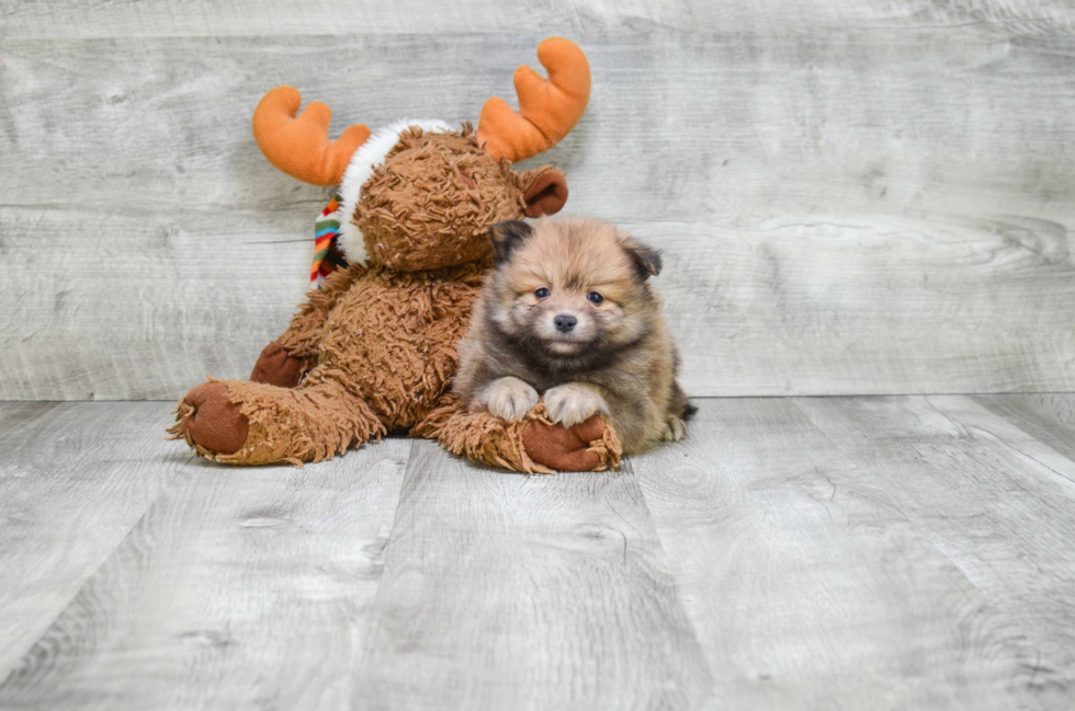 Hypoallergenic Pomeranian Baby