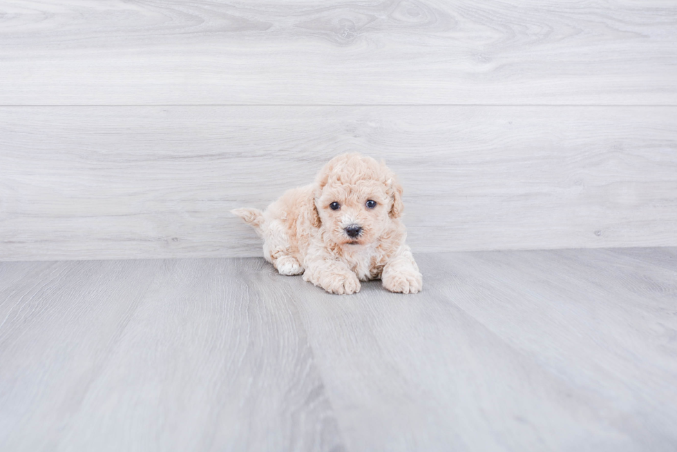 Sweet Havanese Purebred Puppy