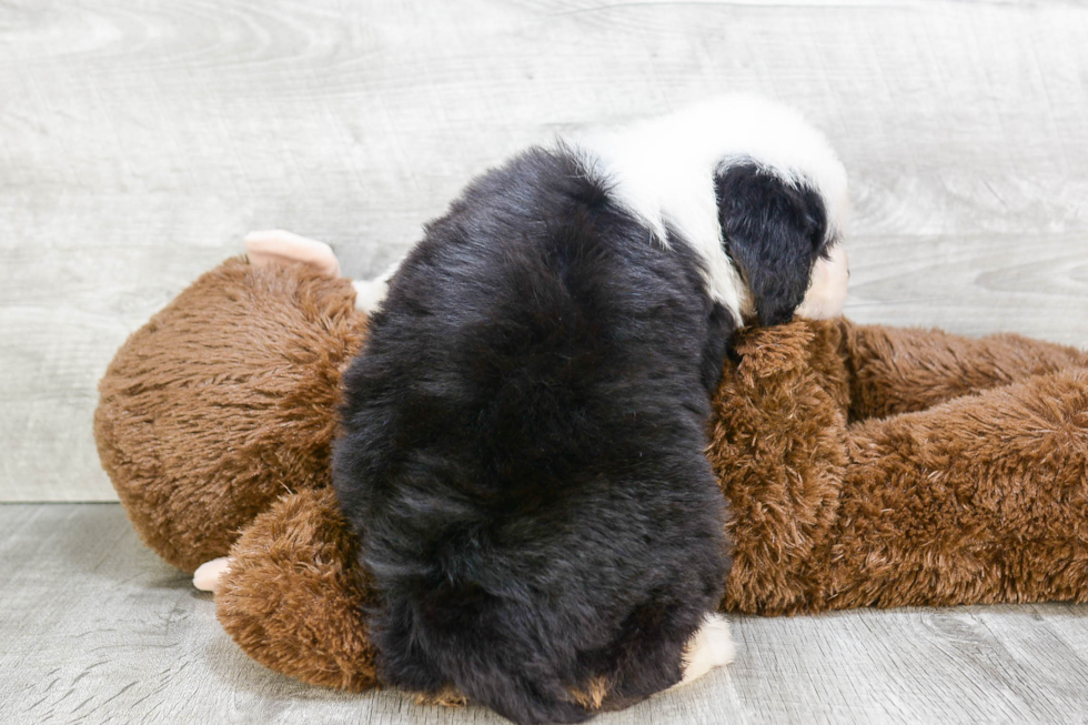 Popular Mini Bernedoodle Poodle Mix Pup