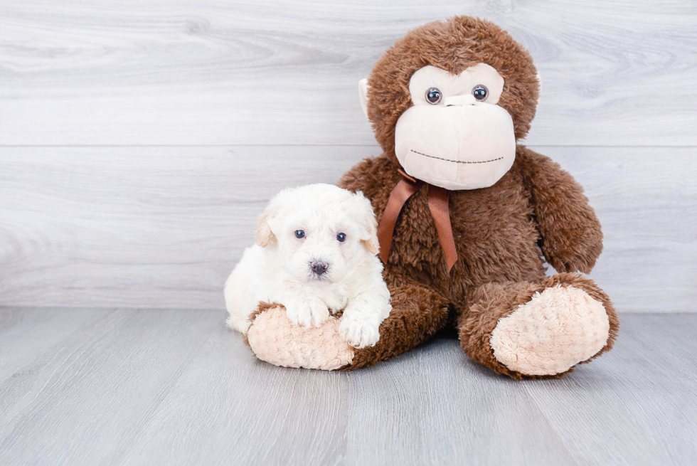 Fluffy Maltipoo Poodle Mix Pup