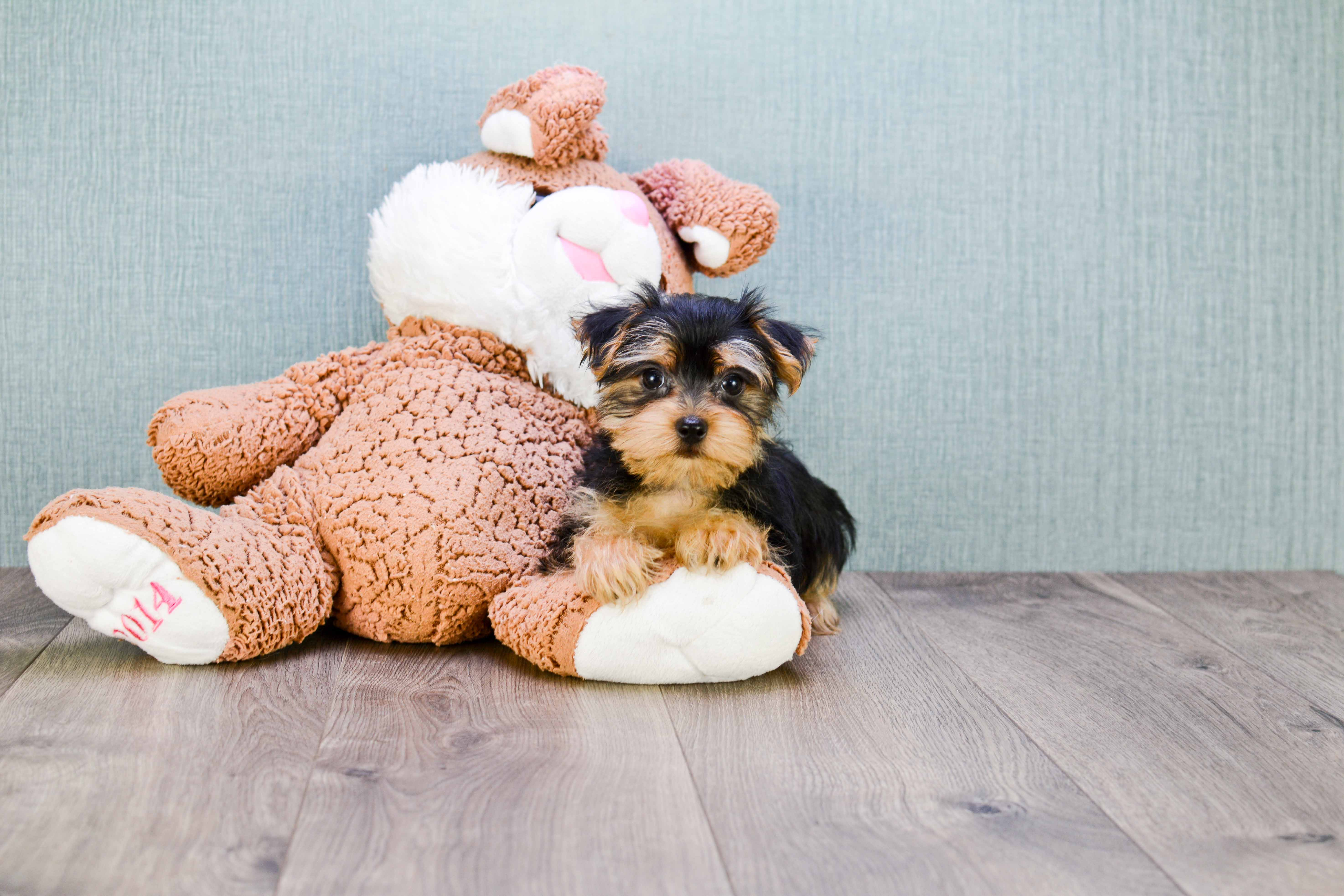 Best Morkie Baby