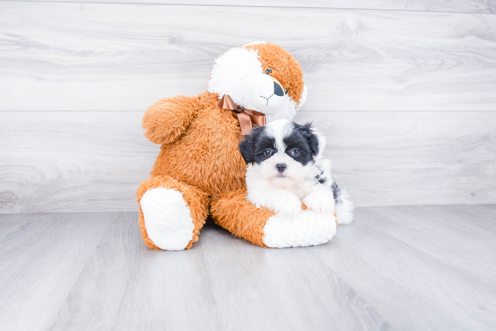 Teddy Bear Puppy for Adoption