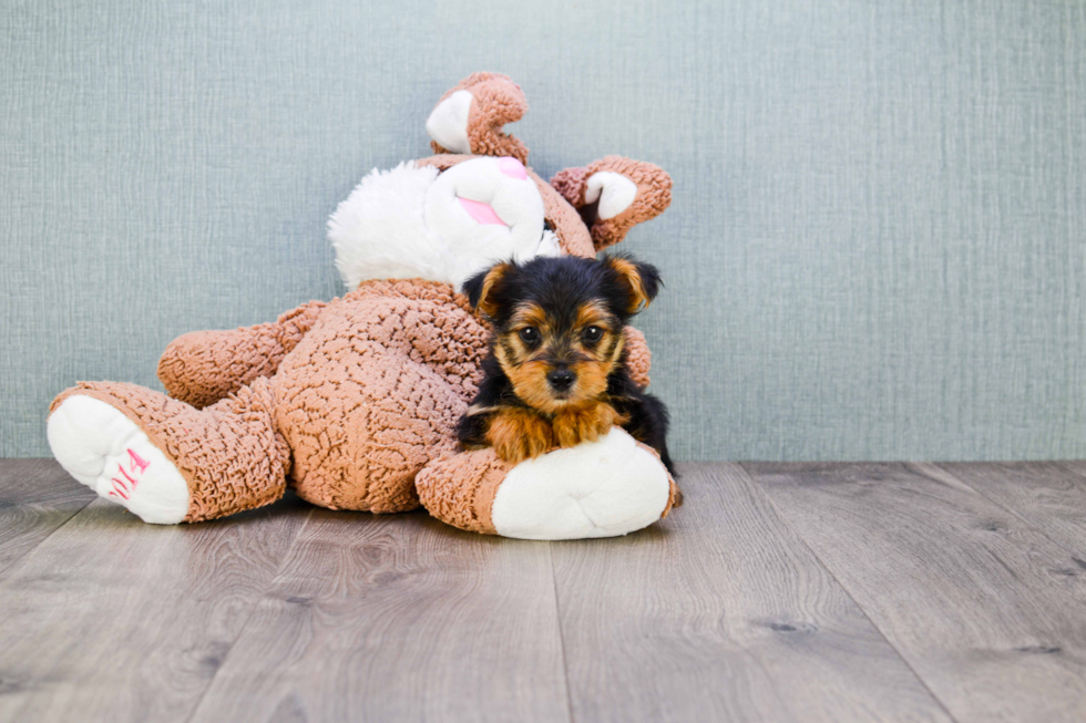 Meet Levi - our Yorkshire Terrier Puppy Photo 