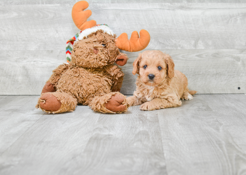 Adorable Cavoodle Poodle Mix Puppy