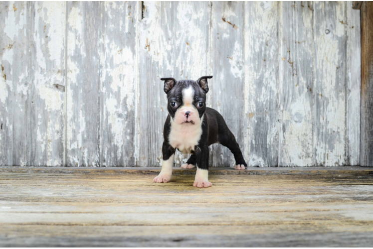 Happy Boston Terrier Purebred Puppy