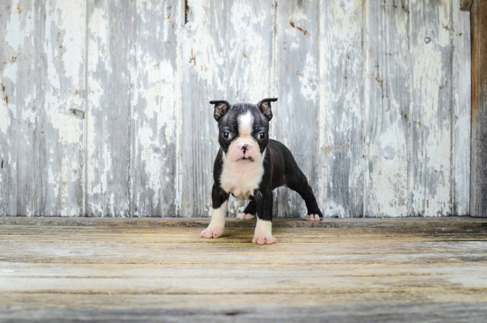 Happy Boston Terrier Purebred Puppy