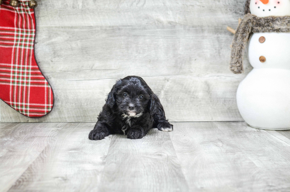 Cavapoo Puppy for Adoption