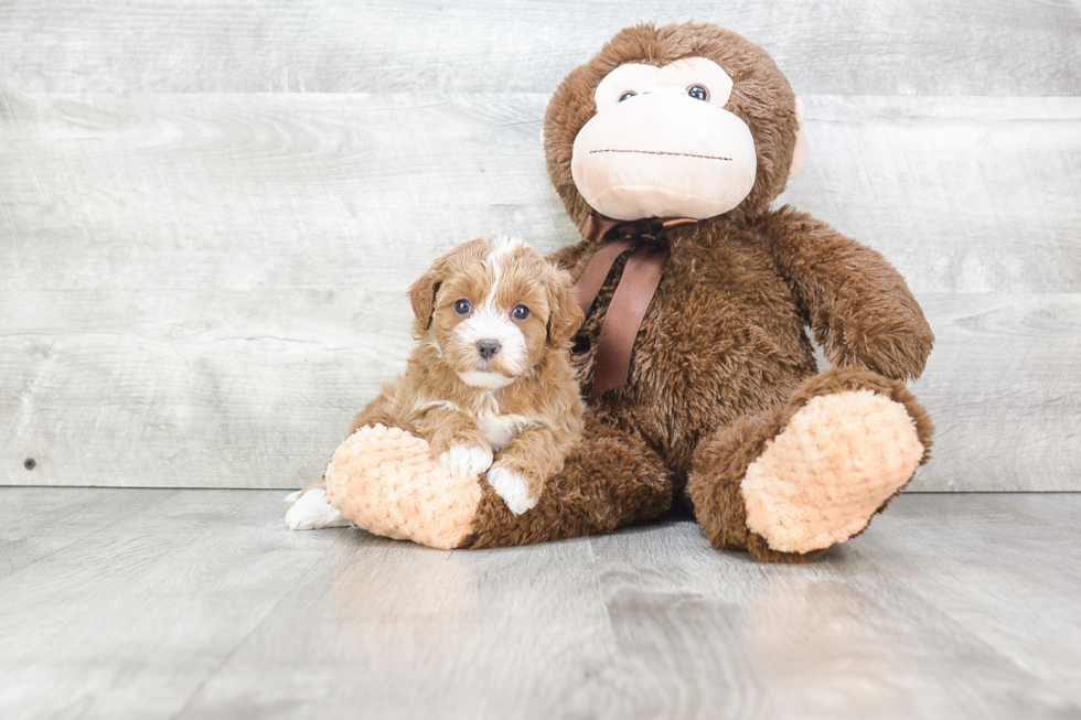 Small Cavapoo Baby