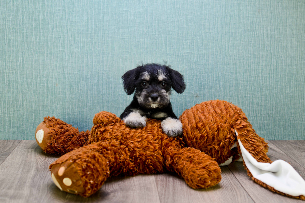 Mini Schnauzer Puppy for Adoption