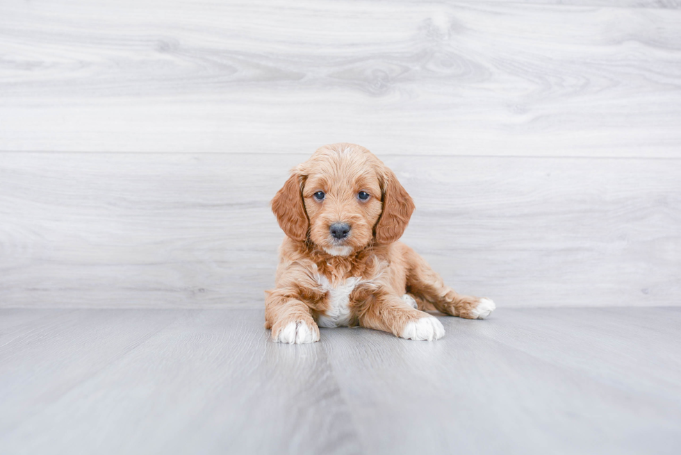 Sweet Mini Goldendoodle Baby