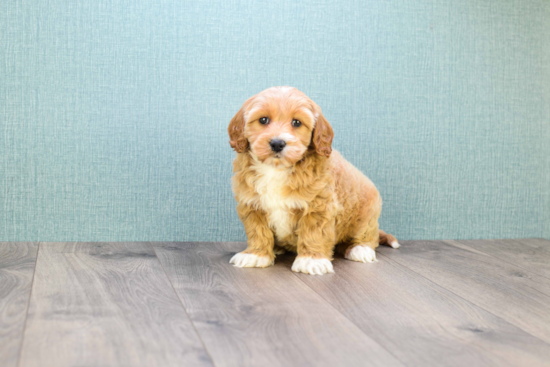 Smart Mini Goldendoodle Poodle Mix Pup