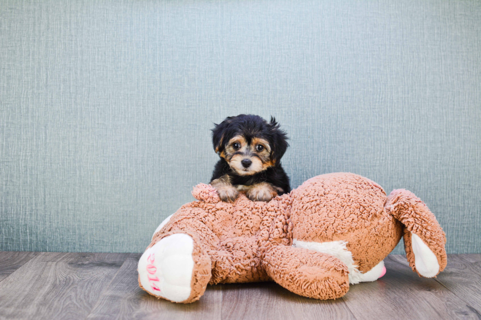 Cute Morkie Baby