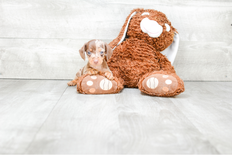 Best Dachshund Baby