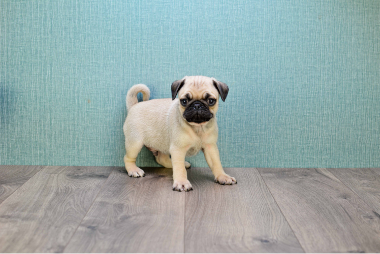 Pug Puppy for Adoption