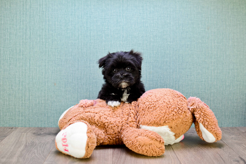 Morkie Pup Being Cute