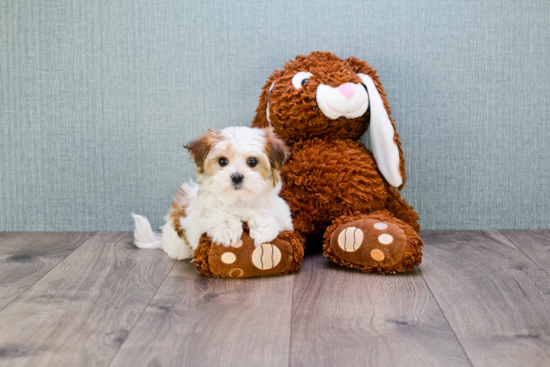 Morkie Pup Being Cute