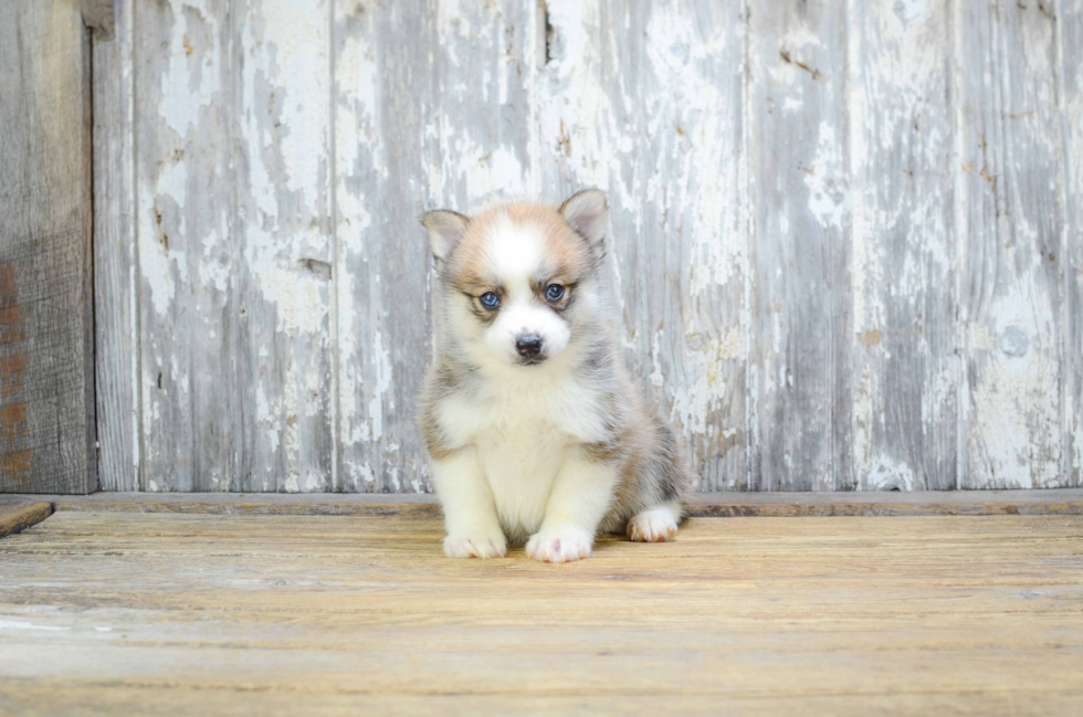 Pomsky Puppy for Adoption