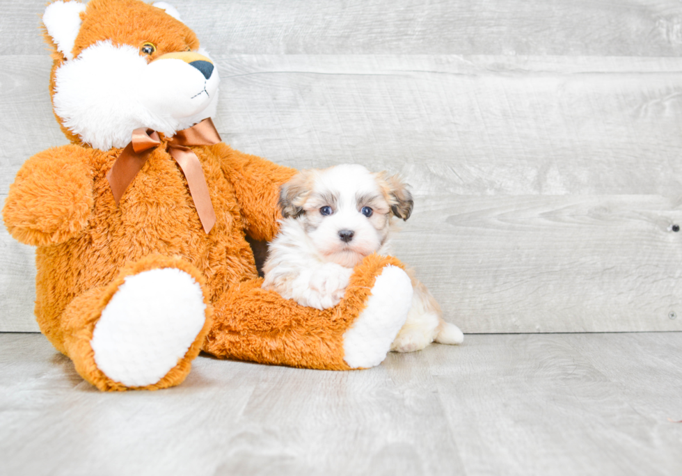 Havanese Pup Being Cute