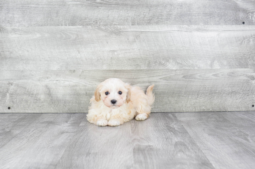 Happy Maltipoo Baby