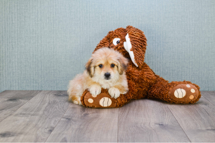 Happy Morkie Baby