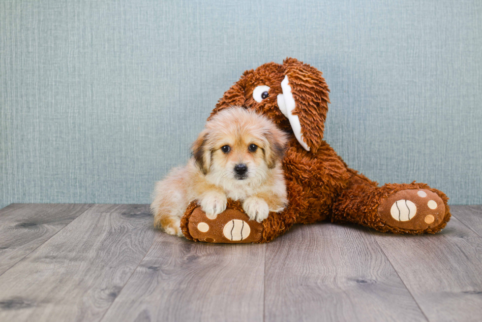 Happy Morkie Baby