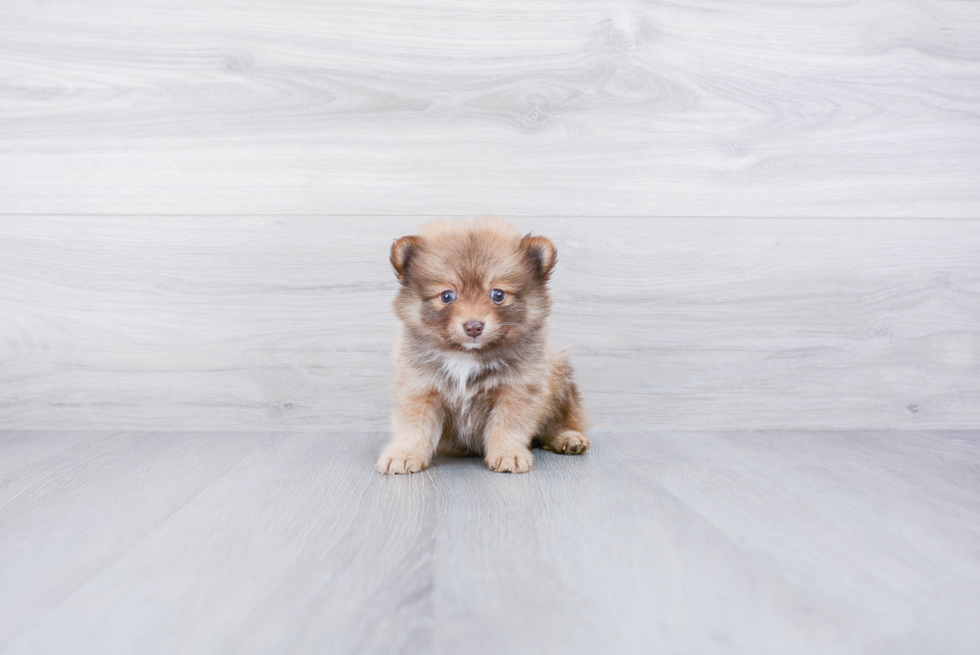 Best Pomeranian Baby