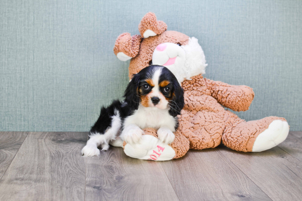 Cute Cavalier King Charles Spaniel Purebred Puppy