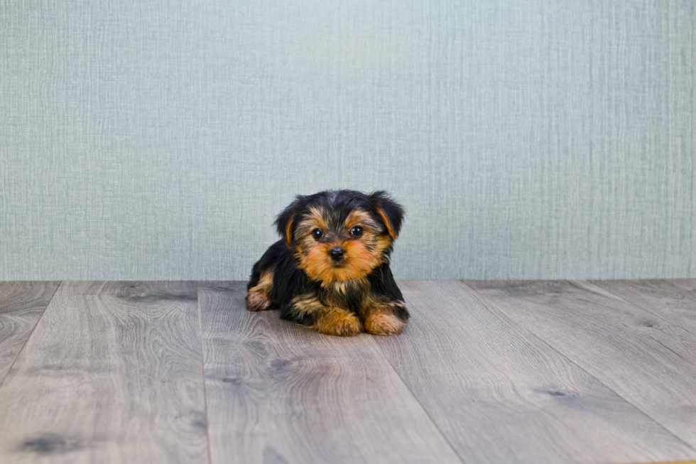 Meet Steph - our Yorkshire Terrier Puppy Photo 