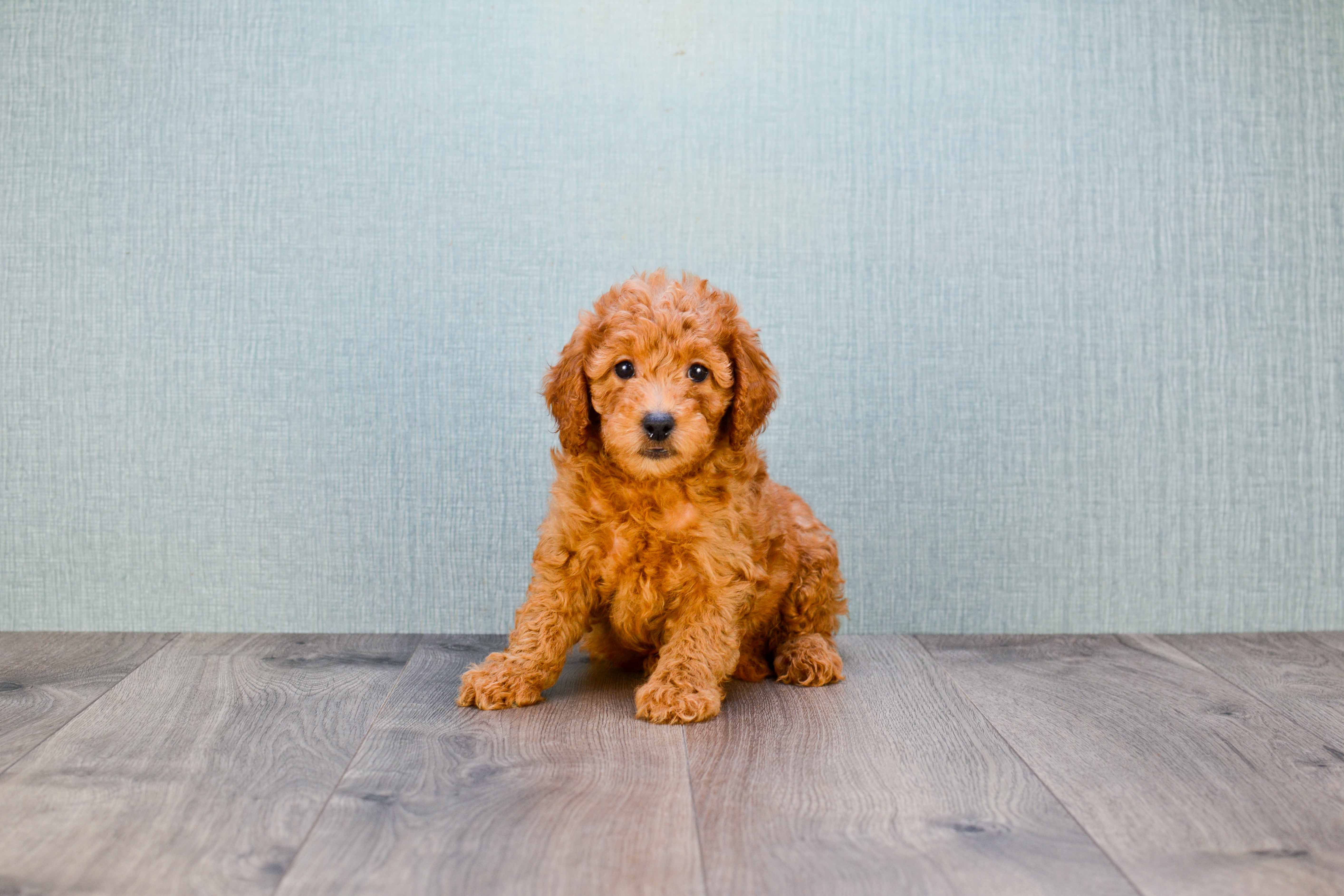 Best Mini Goldendoodle Baby