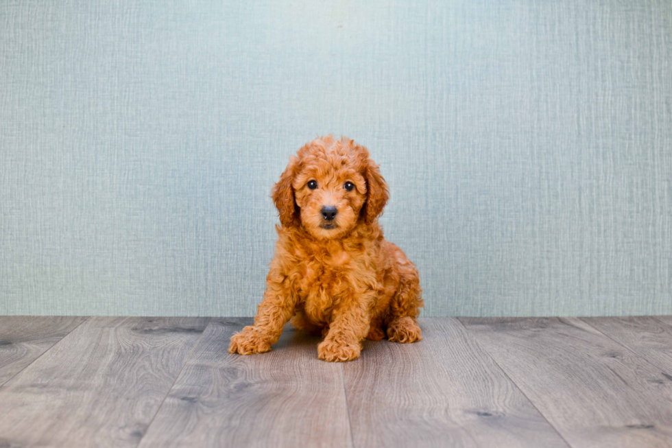 Best Mini Goldendoodle Baby