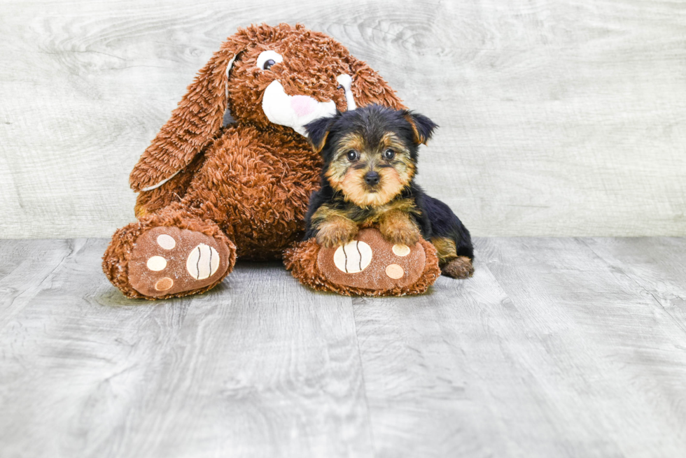 Meet Izzie - our Yorkshire Terrier Puppy Photo 