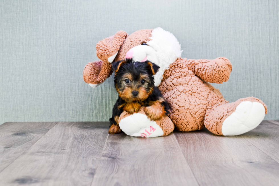 Meet Anthony - our Yorkshire Terrier Puppy Photo 