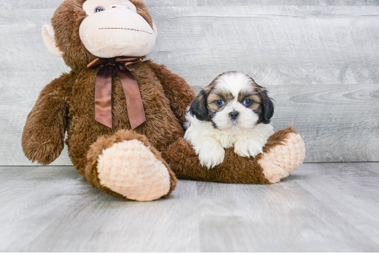 Funny Teddy Bear Designer Pup