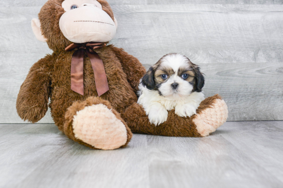 Funny Teddy Bear Designer Pup