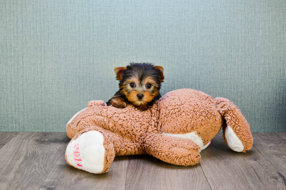 Meet Tinkerbell - our Yorkshire Terrier Puppy Photo 