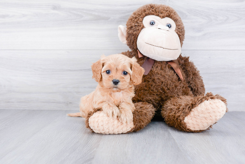 Cavapoo Puppy for Adoption