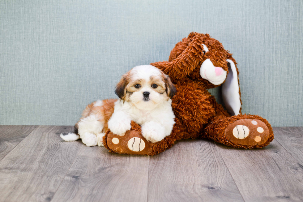 Teddy Bear Pup Being Cute