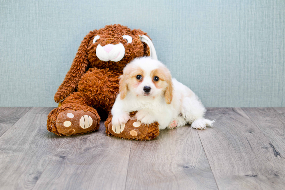 Playful Cavalier Designer Puppy